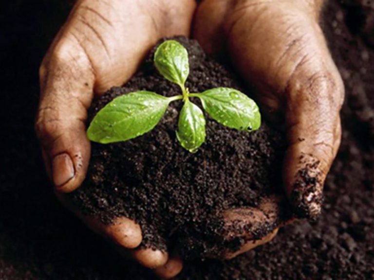 Why Ghana & Africa Hold the Advantage in The global biochar carbon removal movement.